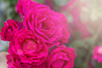 Roses in the garden, Roses are beautiful with a beautiful sunny day.