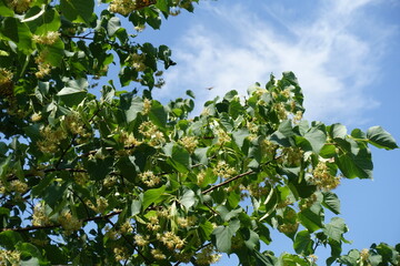 Common linden tree branches in bloom against blue sky in mid June