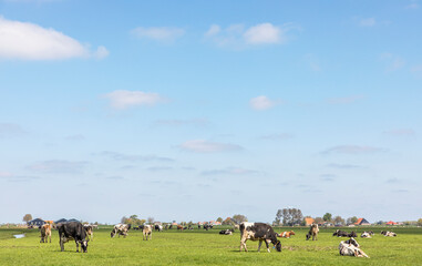 Group of cows grazing in the pasture, peaceful and sunny with a blue sky with clouds, panoramic wide view