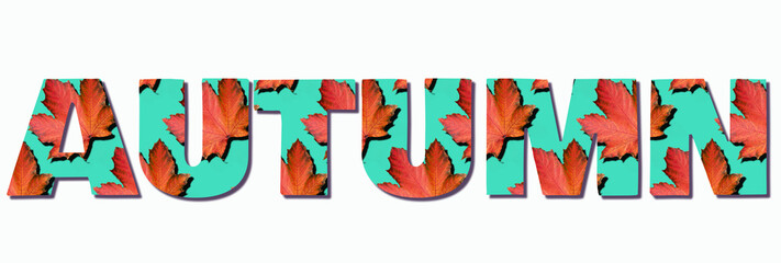 Inscription Autumn made with red maple leaf on mint turquoise background with copy space. Top view. Text for your design. Colors of fall. Golden autumn concept. Sunny day, warm weather.