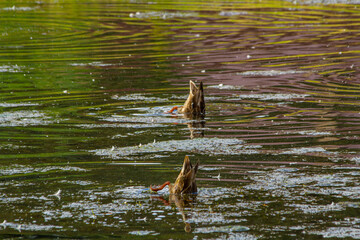 Ducks feed on a pond underwater