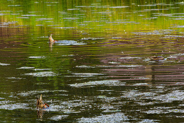 Ducks feed on a pond underwater