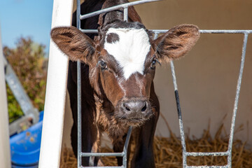 Pretty cute calf looking out of a white plastic calf hutch, on straw and with sunshine