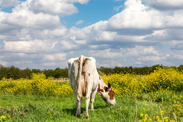 Rear view of a grazing cow in a meadow with blossom brassica rapa, yellow field flowers and a blue...