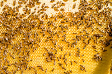 honeycomb full of bees closeup