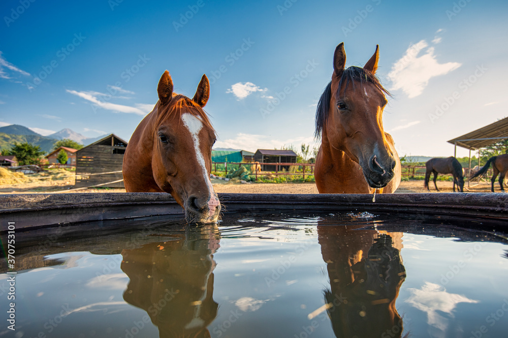 Poster horse in the water