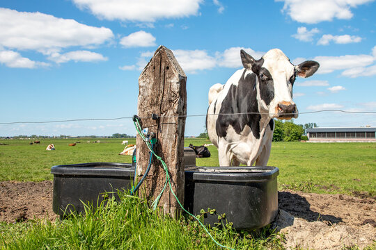 Black and white cow is standing next to a drinking trough in a green pasture