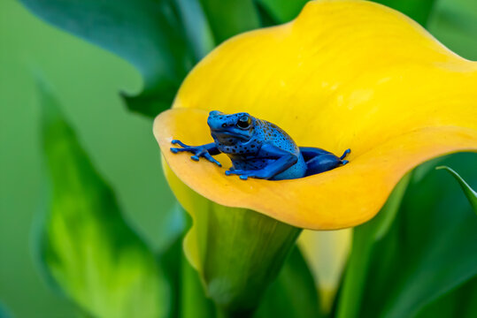 Blue poison-dart frog (Dendrobates tinctorius azureus)
