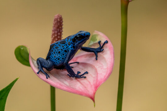 Blue poison-dart frog (Dendrobates tinctorius azureus)