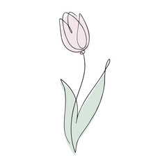 Hand drawn outline vector illustration of Tulip flower. Continuous line art, minimalist concept