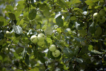 Bunches of green apples on a tree in a country garden