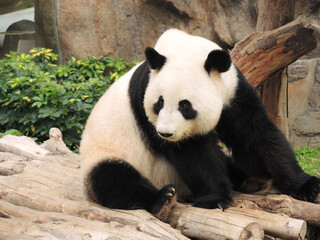 panda eating bamboo