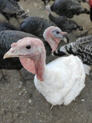 turkey in the field