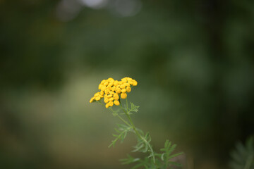 Sprig of yellow flowering tansy in a green field