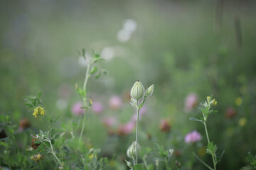 Thin stem of a flower with a seed pod among multicolored flowers on a summer green field