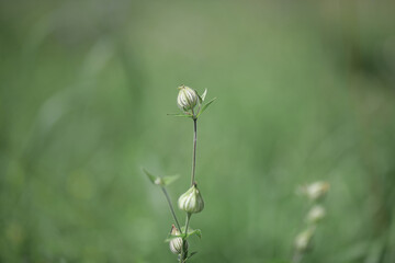 Thin stem of a flower with a seed pod on a summer green field