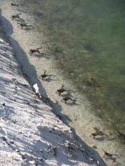 Mnóstwo żab na piaszczystym brzegu jeziora 