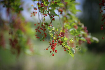 A branch of bright red small berries in a warm forest