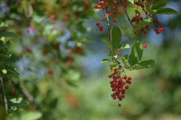 A sprig of small red berries on a background of gentle natural bokeh
