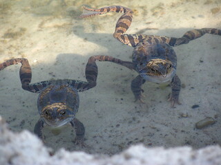 Żaby na piaszczystym brzegu jeziora © vofchok