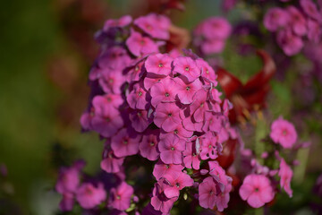 Sprig of bright pink phlox in a rustic garden close up