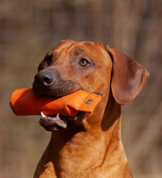 rhodesian ridgeback r&uuml;de beim dummy training in der ausbildung zum jagdhund