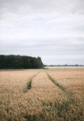 Tractor trails through a wheat field during harvest, taken during summer harvest months