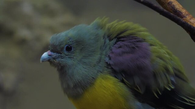Beautiful Green-pigeon is sitting on a branch