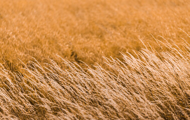 Wheat field during the sunny harvest months, late summer, wheat seeds are in full growth