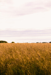 Wheat field during the sunny harvest months, late summer, wheat seeds are in full growth