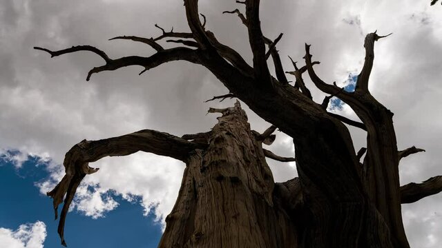 Time lapse low angle shot of summer clouds over Ancient Bristlecone Pine Forest in White Mountain, California