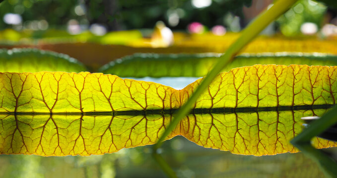 Amazonian big water lily leaf, reflection in water. Leaf of Victoria Regia, largest water lily in the world, Amazon, panoramic view. Victoria amazonica or cruziana