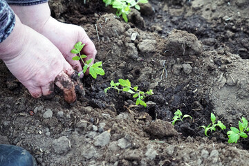  manual planting of tomato seedlings in a greenhouse