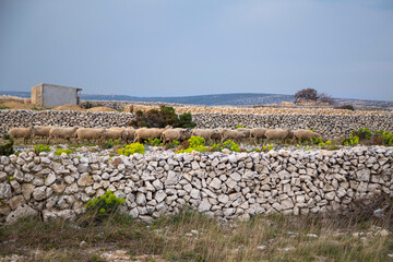Herd of long-tailed sheeps, island of Pag, Croatia, Europe