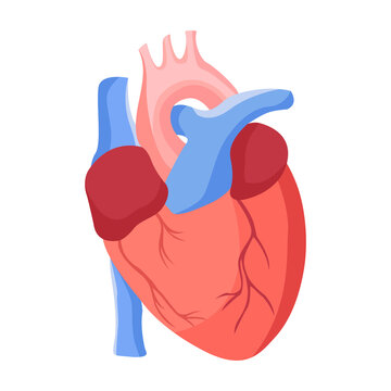 human heart flat in color
