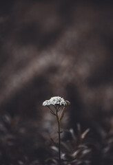 Artistic image of single white flower (cow parsley) on a dark field, rise against the odds, be unique