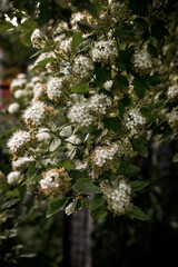 Lots of little white flowers. Background with small flowers.