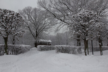 trees in snow