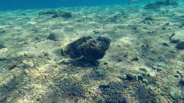 Reef Stonefish (Synanceia verrucosa) slowly swims over rocky bottom on blue water background. Slow motion, Follow shot. Red Sea, Egypt
