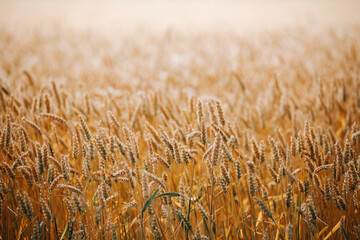 Idyllic picture of a wheat field right before harvest, sunlight highlights the details in the wheat field, beautiful agricultural background