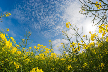 Meadow with yellow rape flowers and sky