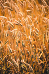 Full frame image of wheat field in sunlight, taken during summer, right before harvest