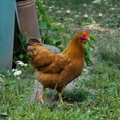Ein braunes Huhn auf einer grünen Wiese
