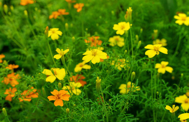 Sunny yellow flowers background