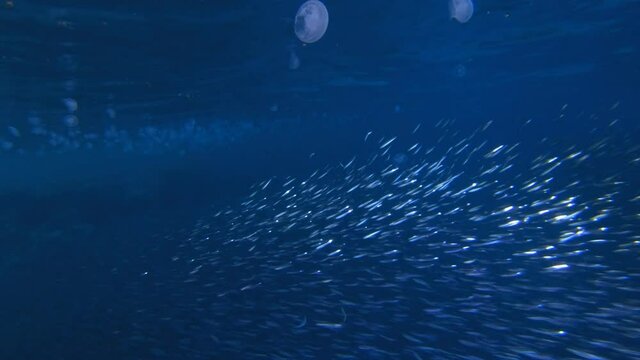 Underwater Blue Fish. Blue Sea Jellyfish. Tropical blue sea Jellyfish. Coral garden Fish. Sea waves. Underwater world life. Tropical underwater seascape. Underwater Reef Blue Fish Jellyfish.