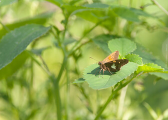 Moth on plant in early morning