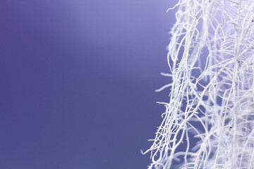 White hanging Moss close-up on a blue background. suitable for layouts
