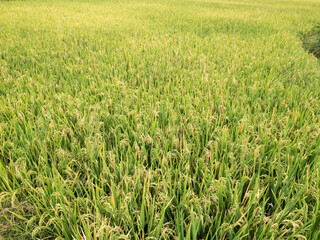 rice fields with yellowing rice ready to be harvested.