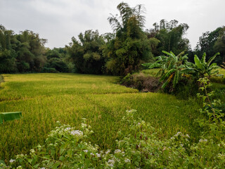 rice fields with yellowing rice ready to be harvested.