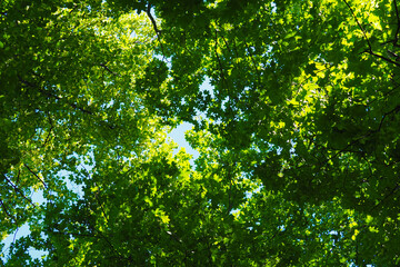 Fototapeta na wymiar Foliage of trees from bottom to top, blue sky. Maple and linden foliage